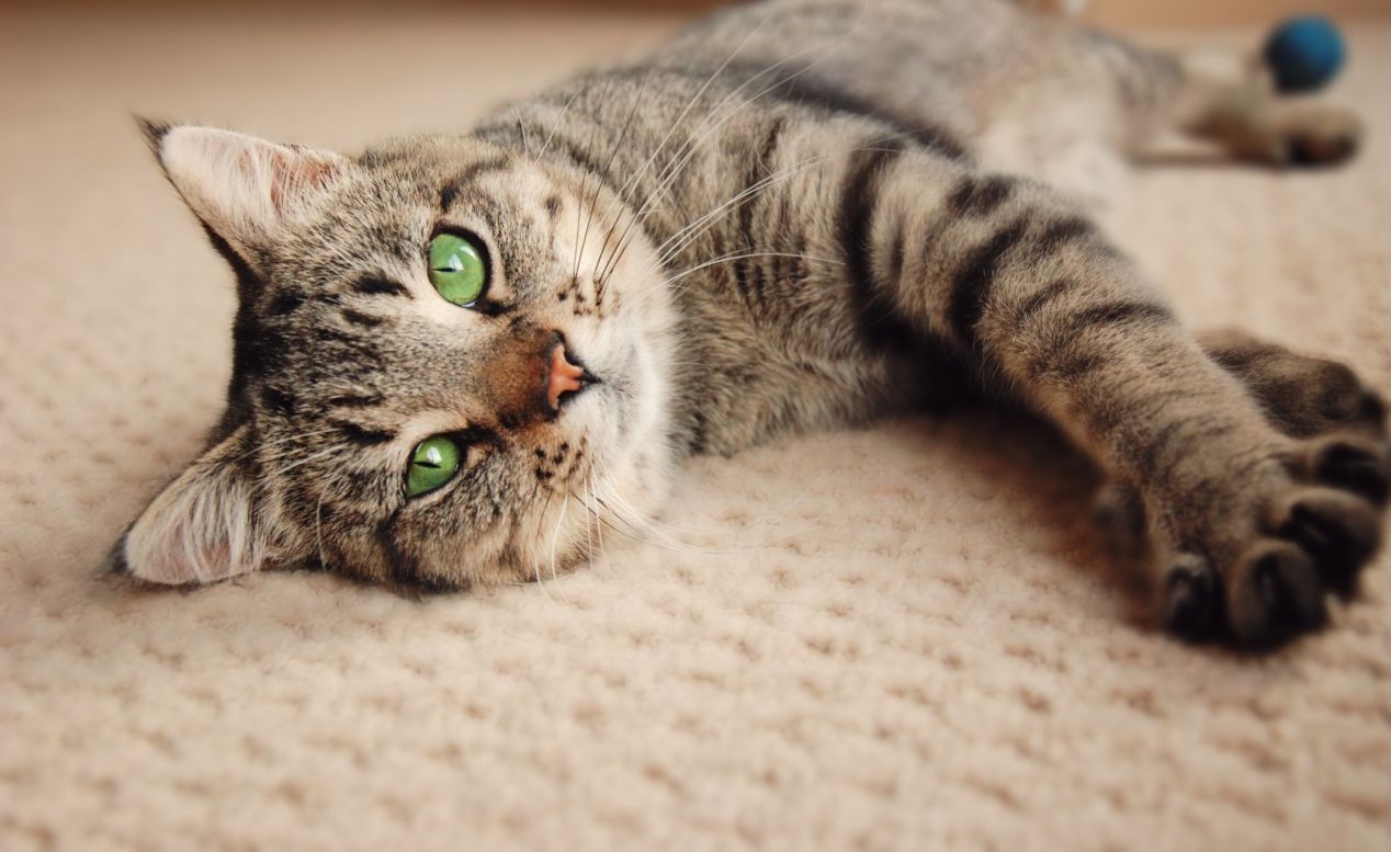 what's the best flooring for pets