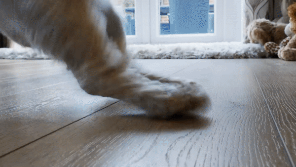 Dog running and playing on wood flooring