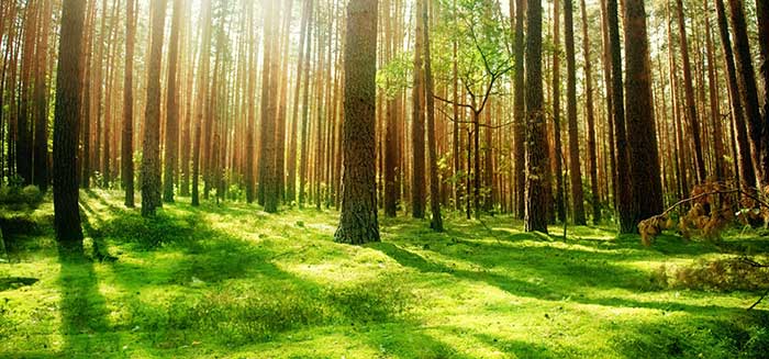 Sustainbly Sourced Wood
