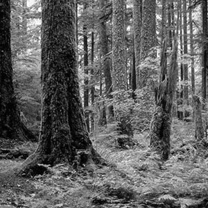 Woods