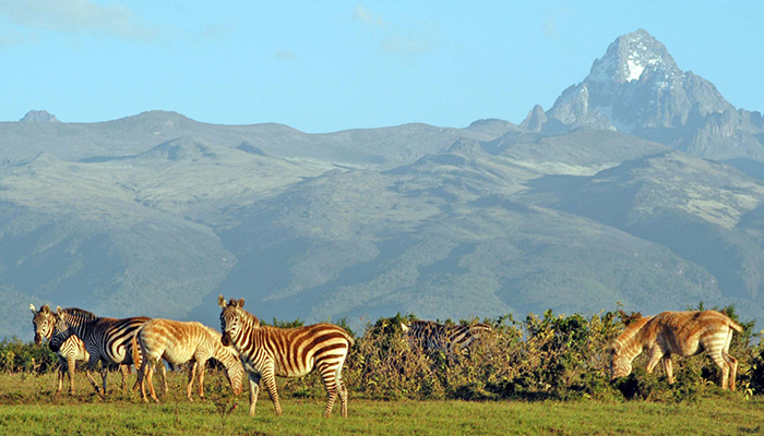 Wildlife in front of Mt. Kenya