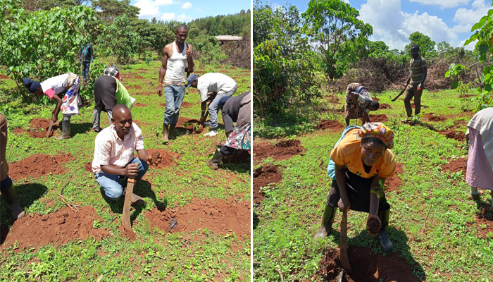 Work in the Imenti Forest area, planting trees